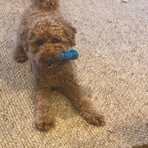 Meet your Posher, Nadine